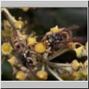 Vespula vulgaris - Gemeine Wespe 05.jpg